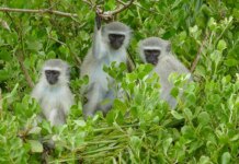 Escaped monkeys in St Louis prompt experts to help with potential capture Escaped monkeys in St Louis prompt experts to help with potential capture