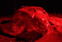 Riptide the leatherback turtle swims impressive 7,000 miles in 7 months GIF of Riptide swimming