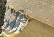 Surfer bitten, board snapped by shark off Northern California: reports Surfer bitten, board snapped by shark off Northern California: reports