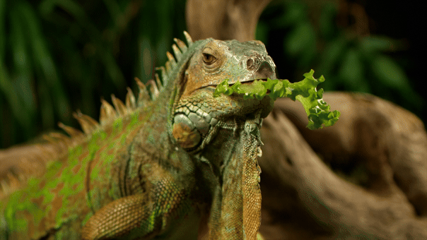 Florida allows permit-free iguana collection during cold freeze weather event Iguana eating a piece of lettuce.