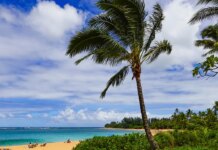 Harbor pilot falls from boat near Emerald Princess cruise in Kauai in ‘man overboard’ alert Harbor pilot falls from boat near Emerald Princess cruise in Kauai in 'man overboard' alert