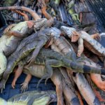 State of Florida removes 5,195 invasive iguanas during 2-day cold snap event State of Florida removes 5,195 invasive iguanas during 2-day cold snap event