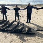 Sunken 17th-century ship resurfaced after winter storms at Studland Beach Sunken 17th-century ship resurfaced after winter storms at Studland Beach