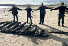 Sunken 17th-century ship resurfaced after winter storms at Studland Beach Sunken 17th-century ship resurfaced after winter storms at Studland Beach