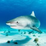 Bahamas sharks found with cocaine, caffeine and painkillers in ‘alarming’ new study Bahamas sharks found with cocaine, caffeine and painkillers in 'alarming' new study
