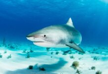 Bahamas sharks found with cocaine, caffeine and painkillers in ‘alarming’ new study Bahamas sharks found with cocaine, caffeine and painkillers in 'alarming' new study