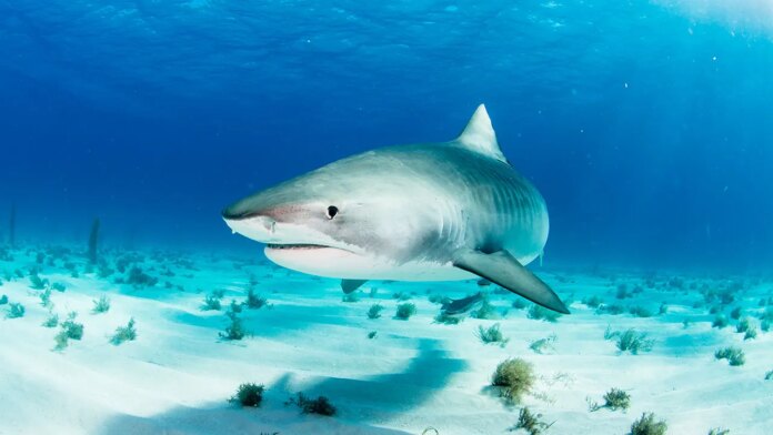 Bahamas sharks found with cocaine, caffeine and painkillers in 'alarming' new study