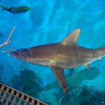Mandalay Bay aquarist says sharks eat better than Las Vegas Strip tourists Mandalay Bay aquarist says sharks eat better than Las Vegas Strip tourists