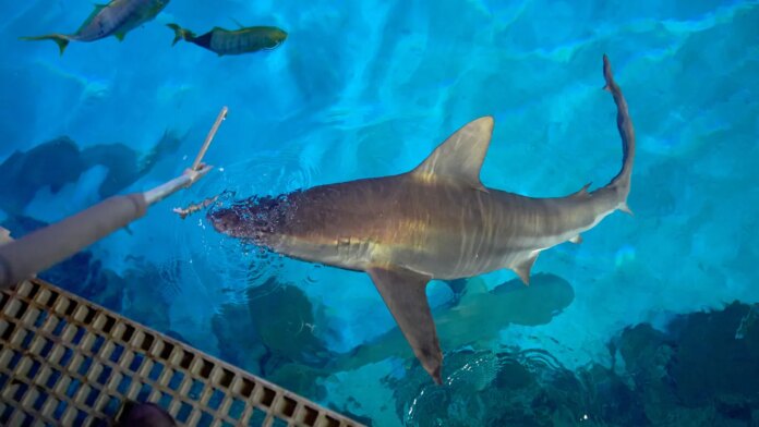 Mandalay Bay aquarist says sharks eat better than Las Vegas Mandalay Bay aquarist says sharks eat better than Las Vegas Strip tourists