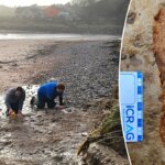 Scotland dog walkers discover 2,000-year-old footprints on Lunan Bay beach Scotland dog walkers discover 2,000-year-old footprints on Lunan Bay beach