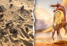 Spinosaurus mirabilis new species discovered by professor and team in Niger Spinosaurus mirabilis new species discovered by professor and team in Niger