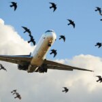 United Airlines flight returns to Newark after windshield is struck by bird United Airlines flight returns to Newark after windshield is struck by bird