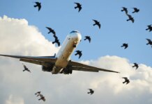 United Airlines flight returns to Newark after windshield is struck by bird United Airlines flight returns to Newark after windshield is struck by bird