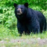 Great Smoky Mountains National Park closes trails amid bear activity spike Great Smoky Mountains National Park closes trails amid bear activity spike