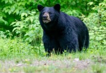 Great Smoky Mountains National Park closes trails amid bear activity spike Great Smoky Mountains National Park closes trails amid bear activity spike