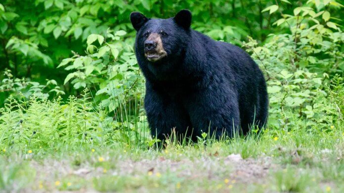 Great Smoky Mountains National Park closes trails amid bear activity spike