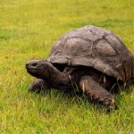 Jonathan the tortoise is still very much alive after viral death hoax, vet confirms Jonathan the tortoise is still very much alive after viral death hoax, vet confirms