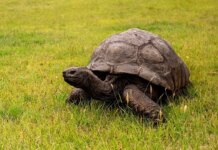Jonathan the tortoise is still very much alive after viral death hoax, vet confirms Jonathan the tortoise is still very much alive after viral death hoax, vet confirms