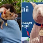 Magawa, a famous landmine-sniffing rat honored with statue in Cambodia Magawa, a famous landmine-sniffing rat honored with statue in Cambodia