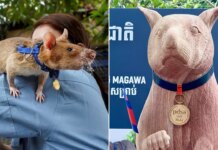 Magawa, a famous landmine-sniffing rat honored with statue in Cambodia Magawa, a famous landmine-sniffing rat honored with statue in Cambodia