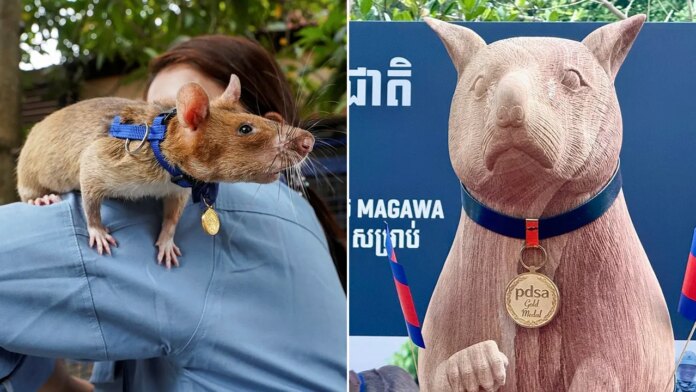Magawa, a famous landmine-sniffing rat honored with statue in Cambodia