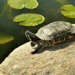 Neanderthals hunted turtles for their shells to use as tools, new study finds Neanderthals hunted turtles for their shells to use as tools, new study finds