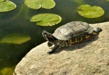 Neanderthals hunted turtles for their shells to use as tools, new study finds Neanderthals hunted turtles for their shells to use as tools, new study finds