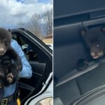 New Jersey State Police rescue lone bear cub found along I-78 in ditch New Jersey State Police rescue lone bear cub found along I-78 in ditch