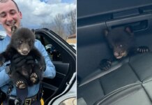 New Jersey State Police rescue lone bear cub found along I-78 in ditch New Jersey State Police rescue lone bear cub found along I-78 in ditch