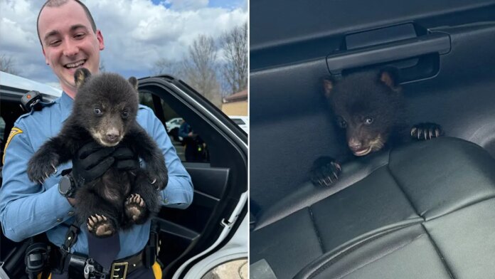 New Jersey State Police rescue lone bear cub found along I-78 in ditch