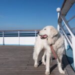 Residential cruise startup Fabled Voyages now accepts dogs and cats on its ships Residential cruise startup Fabled Voyages now accepts dogs and cats on its ships