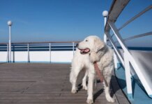 Residential cruise startup Fabled Voyages now accepts dogs and cats on its ships Residential cruise startup Fabled Voyages now accepts dogs and cats on its ships