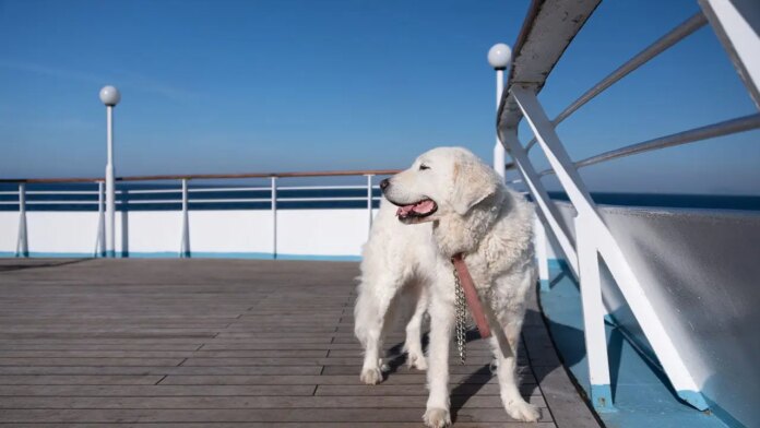 Residential cruise startup Fabled Voyages now accepts dogs and cats on its ships