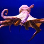 World’s oldest octopus fossil now reclassified as nautilus relative: study World's oldest octopus fossil now reclassified as nautilus relative: study