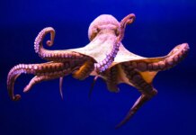World’s oldest octopus fossil now reclassified as nautilus relative: study World's oldest octopus fossil now reclassified as nautilus relative: study