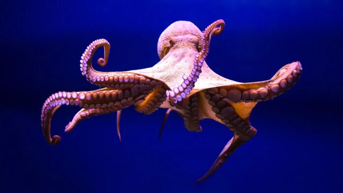 World's oldest octopus fossil now reclassified as nautilus relative: study